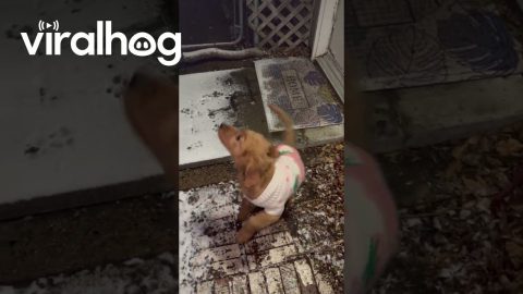 Golden Puppy Chomps At Snow || ViralHog