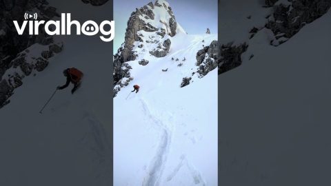 Skier Guides Husky Pack Down Mountain || ViralHog