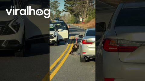 Turkey Chases Reflections In Traffic || ViralHog