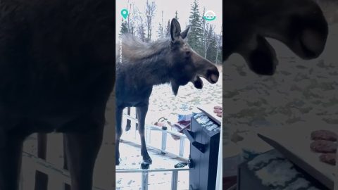 Moose Steals Birthday Cookies || ViralHog