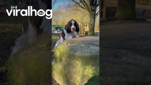 Dog Peeks During Hide and Seek || ViralHog