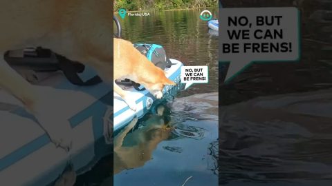 Shiba Inu Meets Manatee || ViralHog