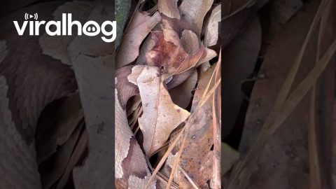 A Snakes Stealth || ViralHog