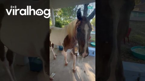 Horse Comes Home For Dinnertime || ViralHog