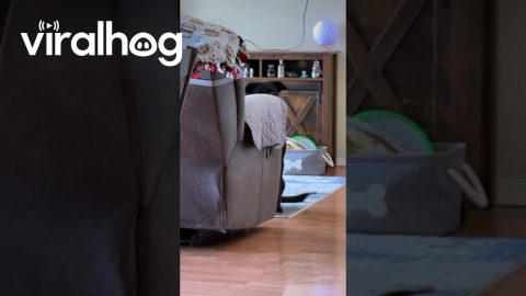 When You Start Suspecting Your Dog is a Skinwalker || ViralHog