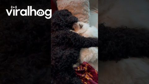 Dog and Cat Cuddling Together || ViralHog
