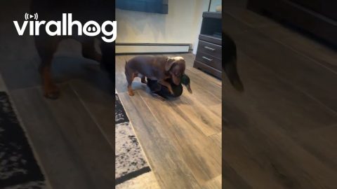 Duck And Dog Best Friends || ViralHog