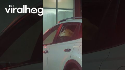 Dog Adorably Scratches Chin On Car Window || ViralHog