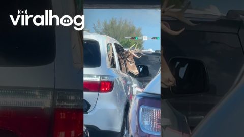 Deer Takes A Ride On Passenger Side || ViralHog