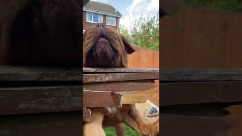 Someone’s Excited to See Me || ViralHog