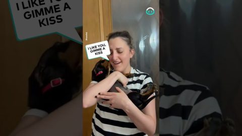 Miniature Dachshund Puppy Surprise || ViralHog