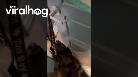 Dog Races To Claim Bean Bag Chair || ViralHog