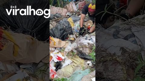 Rescuing Puppy Litter Found In Roadside Cliff Garbage Pile || ViralHog