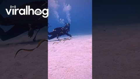 Underwater Meeting With a Ribbon Eel || ViralHog