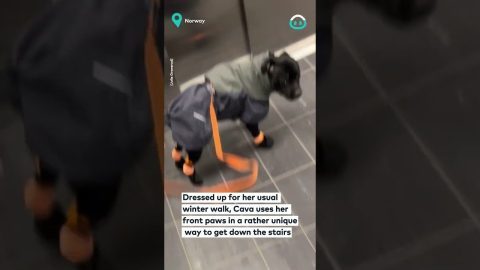 Acrobatic Staffy Goes Down The Stairs || ViralHog