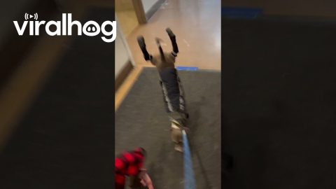 Italian Greyhound Does a Walking Handstand || ViralHog