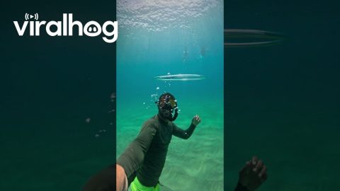 Snorkeler Swims Through Blown Bubble || ViralHog