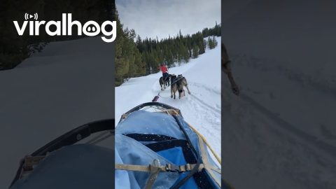 Dog Sledding in Big Sky || ViralHog