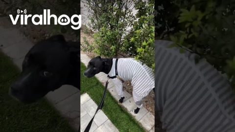 My Dog Has Many… Quirks… || ViralHog