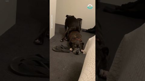 Dog's Favorite Spot || ViralHog