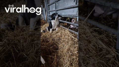 Happy Dog Getting Cow Kisses || ViralHog