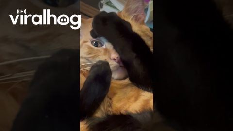 Cats Crave Opposite Kinds Of Cuddles || ViralHog