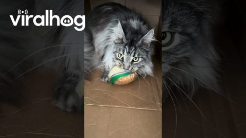 Maine Coon Cat Roman Steals a Sandwich || ViralHog