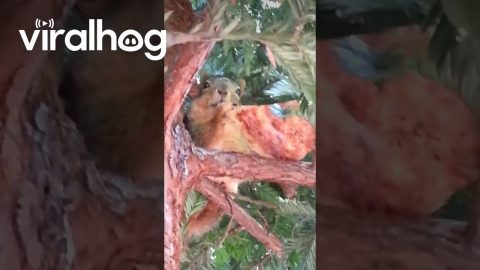 Squirrel Takes Full Slice Of Pizza || ViralHog