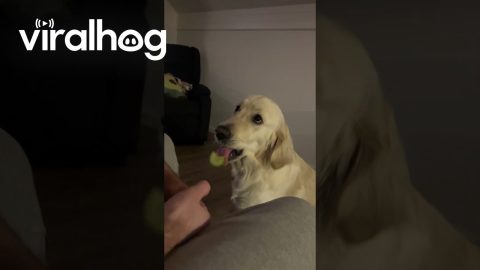 Dog Covertly Spits Out Cucumber || ViralHog