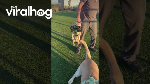 Rex Shows RC Car Who's Boss || ViralHog