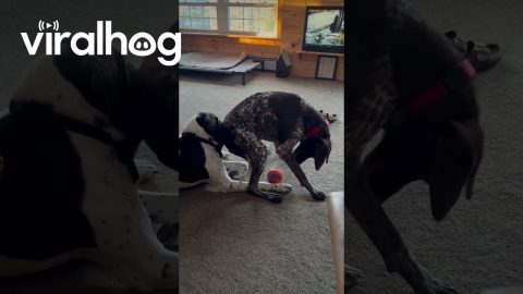 Dog Butts In To Steal Toy || ViralHog