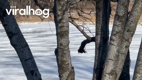 Cars Drive Down Frozen Fox River || ViralHog