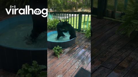 Bear Cub Pool Party || ViralHog
