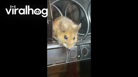 Mouse Found Inside Vending Machine || ViralHog