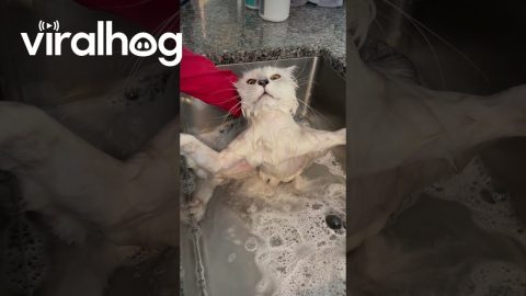 Maine Coon Cat Does Not Like Bath Time || ViralHog