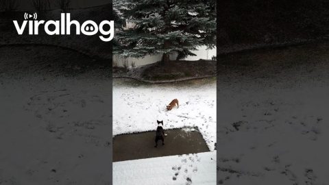 Boston Terrier Spins Zoomies Through Snow || ViralHog