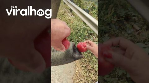 Elephants Accept Apples as Payment || ViralHog