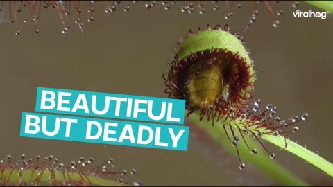 Beautiful Fly Eating Plant || ViralHog