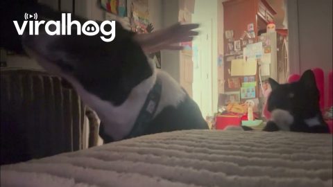 Cat and Dog Compete for Love || ViralHog