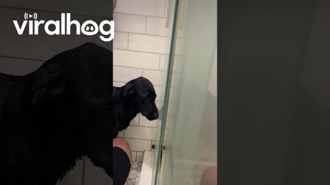 Pup Gives Side Eye During Bath Time || ViralHog