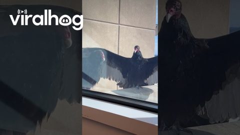 Turkey Vulture Waits Patiently for Its Hug || ViralHog