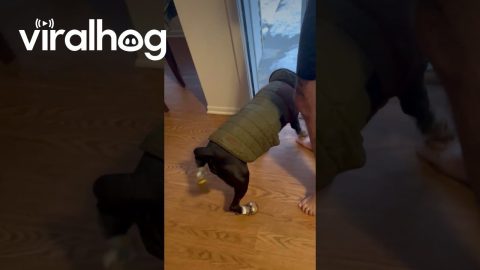 Belle Hates Winter || ViralHog