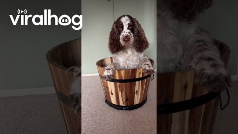 Bonnie and Simba Hide in a Bucket || ViralHog