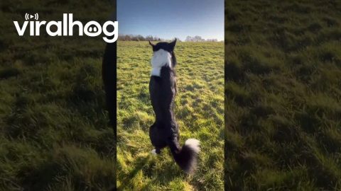 Two Dogs Hop Across Field On Two Feet || ViralHog