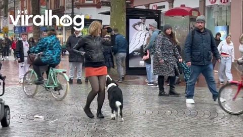 Trick Dog Dances In Town Centre || ViralHog