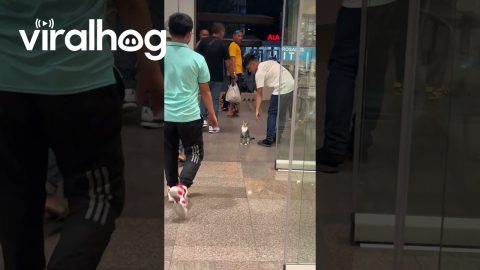 Friendly Cat Greets Mall Patrons at the Door || ViralHog
