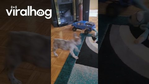 Tiny Truck Tows French Bulldog || ViralHog