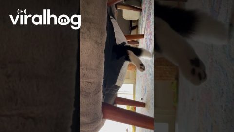 This Cat is the Reason We Can't Have Nice Things || ViralHog