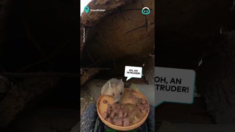 Brave Tiny Hedgehog Takes Cat Food || ViralHog