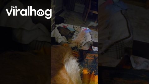 Happy Dog's Tail Annoys Cat || ViralHog